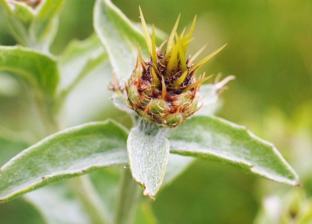 Centaurea? S, Centaurea sicula